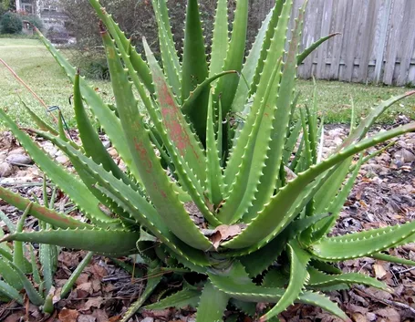 Aloe vera