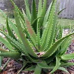 Aloe vera