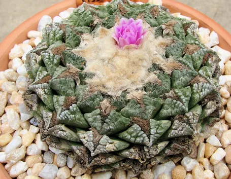 Esemplare di Ariocarpus fissuratus