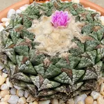 Esemplare di Ariocarpus fissuratus
