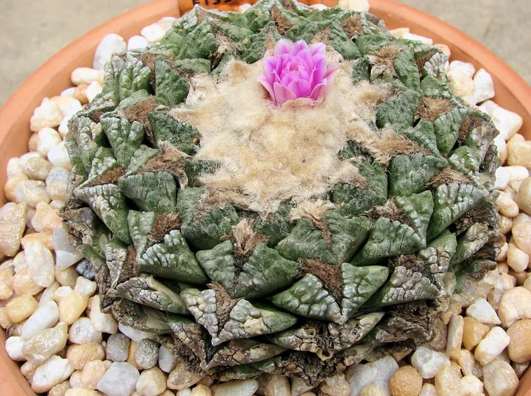 Esemplare di Ariocarpus fissuratus
