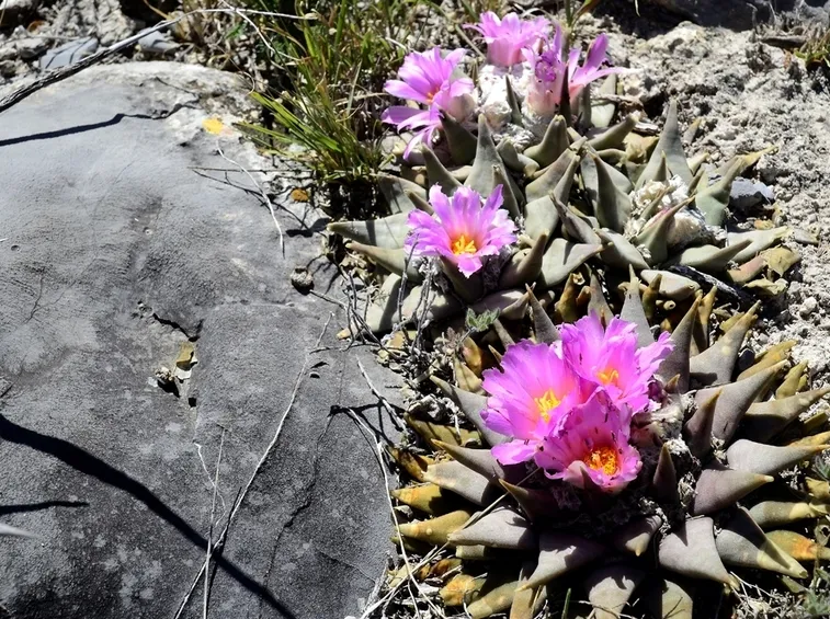 Cura Ariocarpus