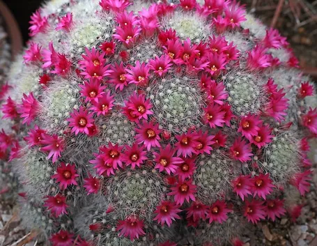 Esemplare di Mammillaria dasyacantha