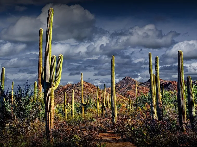 Saguaro tipico dell'Arizona