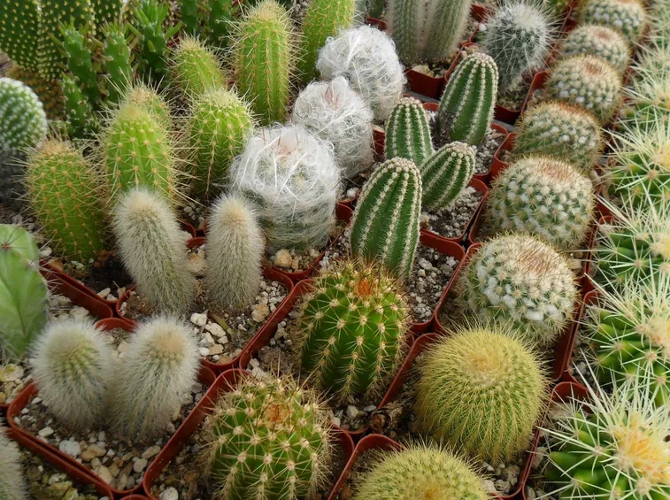 cactus varietà