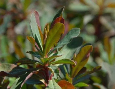 Euphorbia amygdaloides purpurea