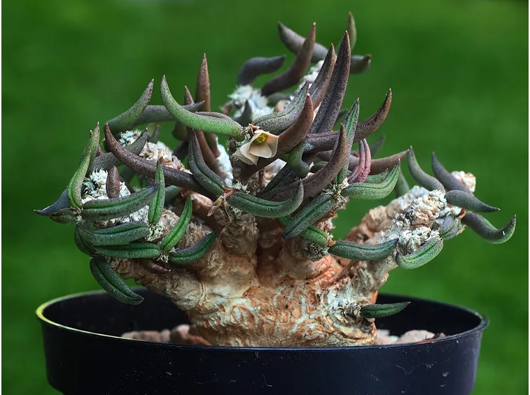 Euphorbia cylindrifolia tuberifera