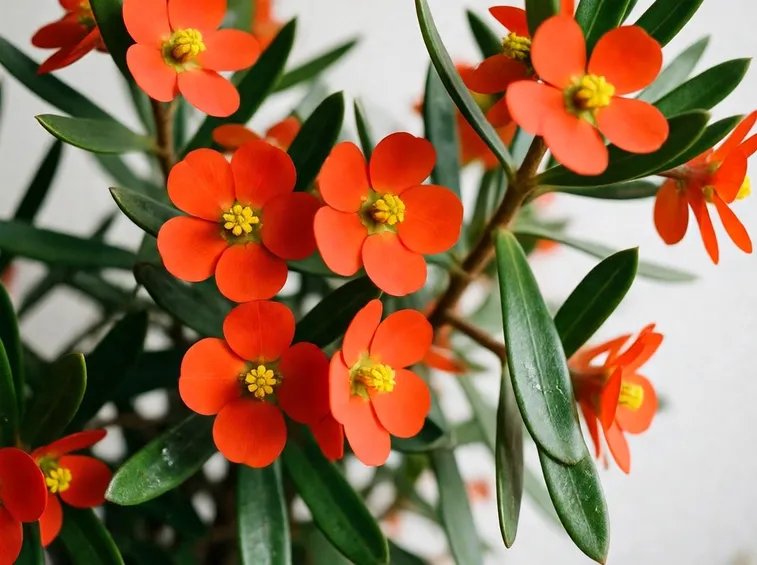 Euphorbia Fulgens