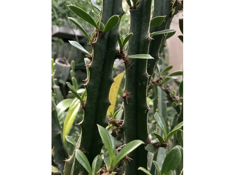 euphorbia