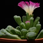 Fenestraria
