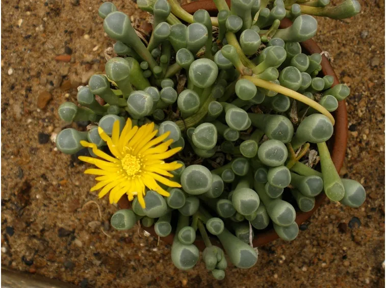Fenestraria fiore