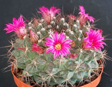 Mammillaria fiorita