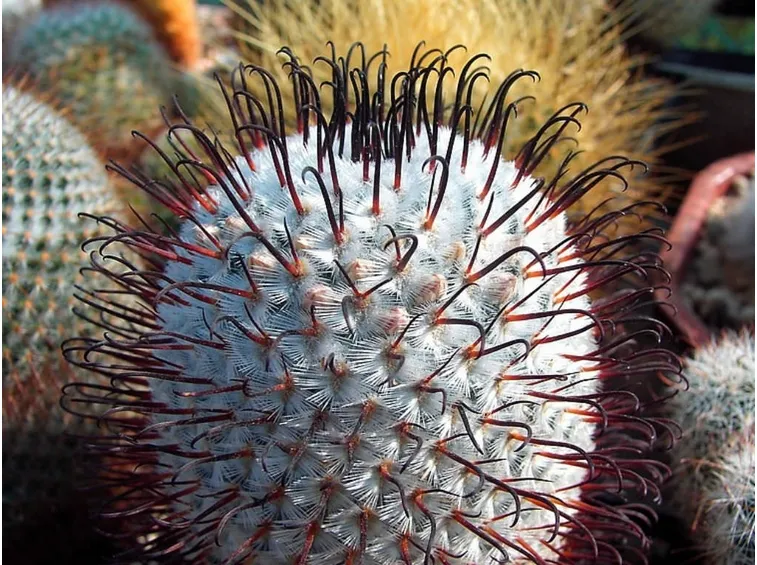 Mammillaria spine uncinate
