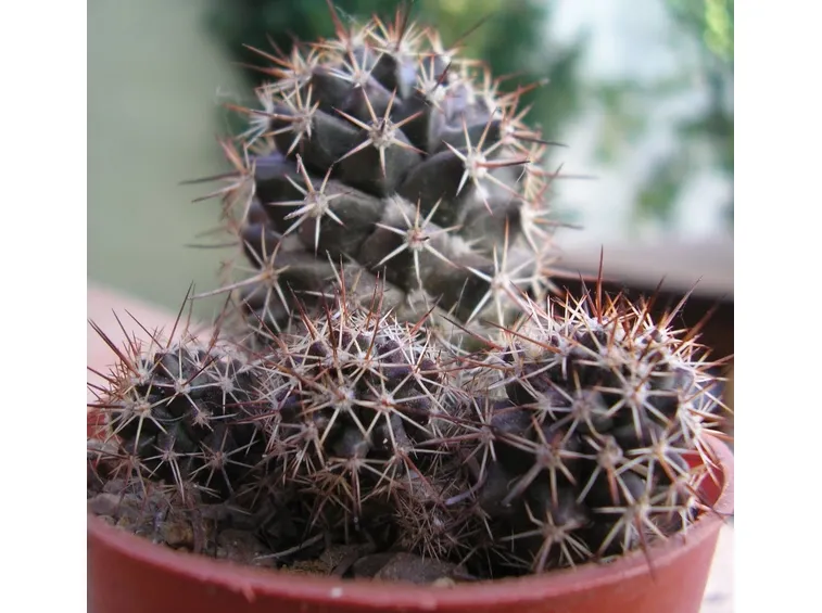 Piante mammilarie