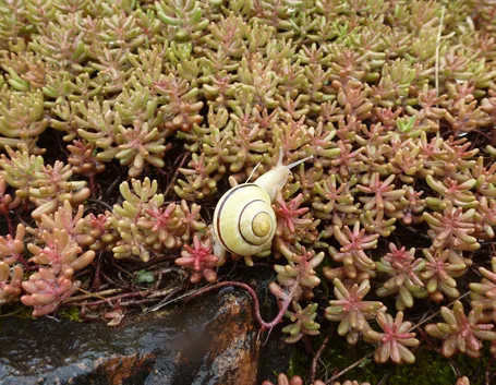 Chiocciola su succulenta