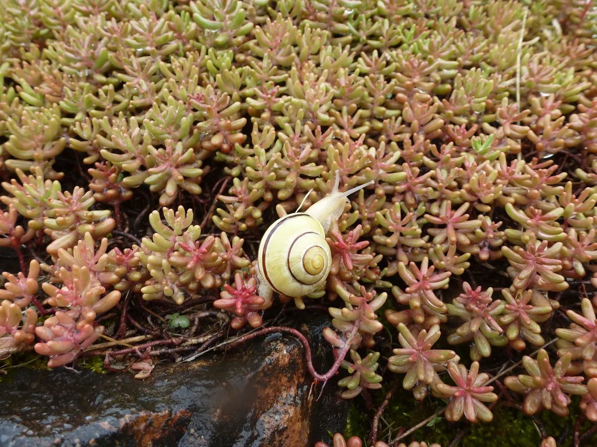 Chiocciola su succulenta