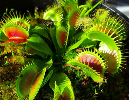 Esempio di pianta carnivora