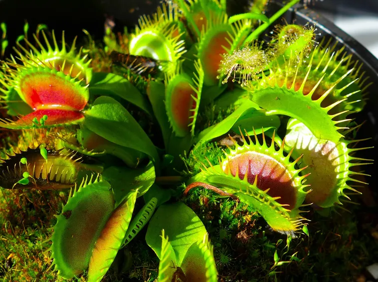 Esempio di pianta carnivora