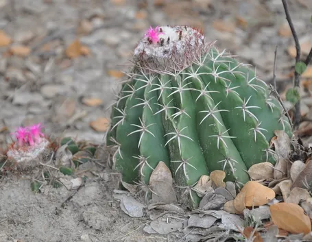 Melocactus curvispinus