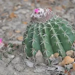 Melocactus curvispinus
