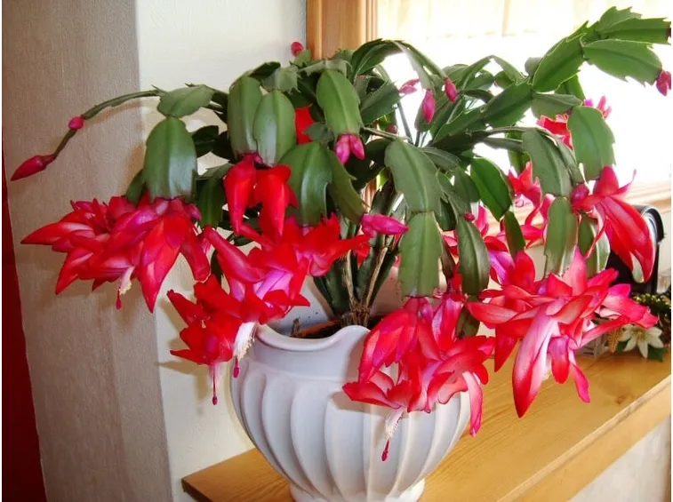 Cactus natale