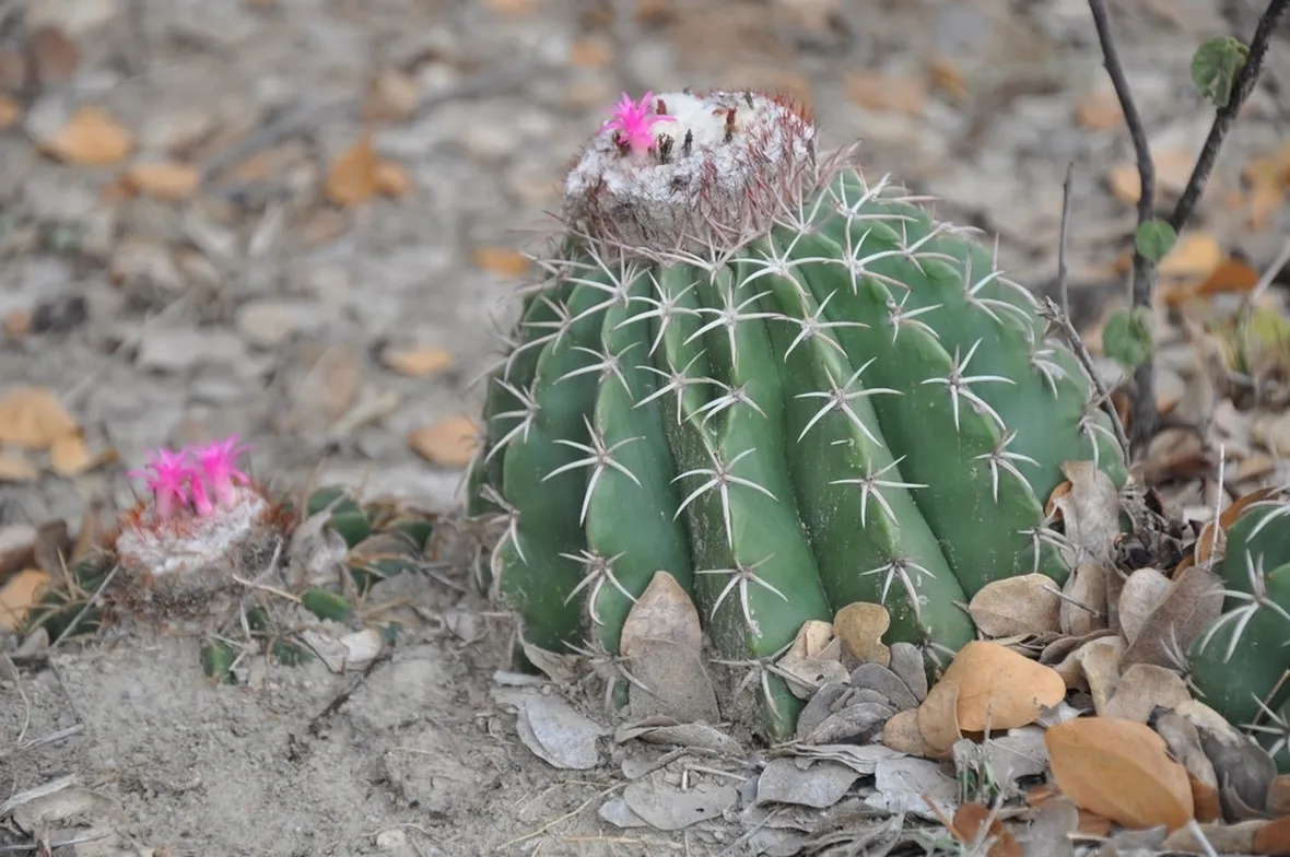 Melocactus curvispinus