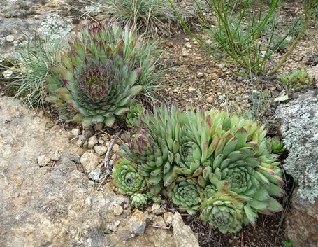 Piante grasse da balcone