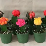 Piante grasse e succulente