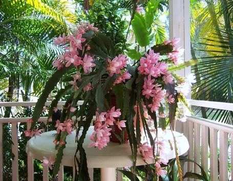 epiphyllum