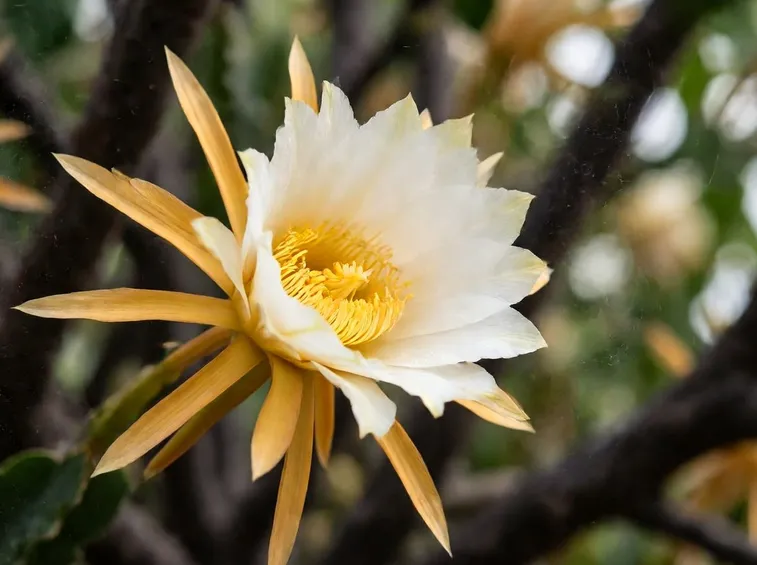 Fiore di Selenicereus