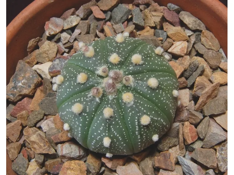 Astrophytum asterias
