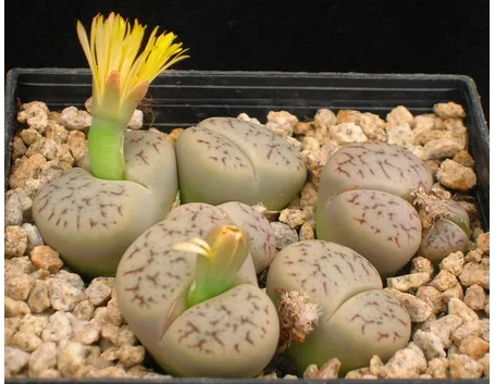lithops