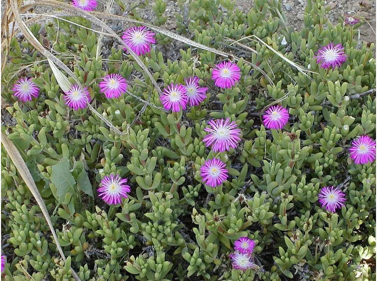 trivhodiadema