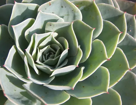 piante grasse succulente