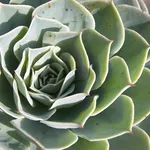 piante grasse succulente