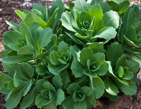 sedum