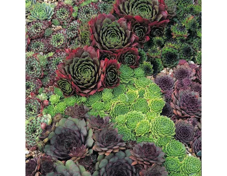 Vari esemplari di sempervivum