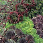 Vari esemplari di sempervivum