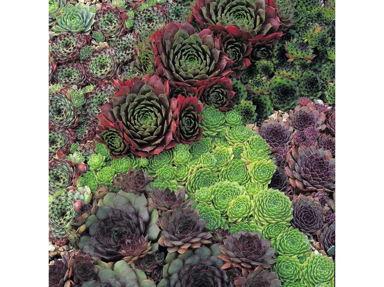 Vari esemplari di sempervivum