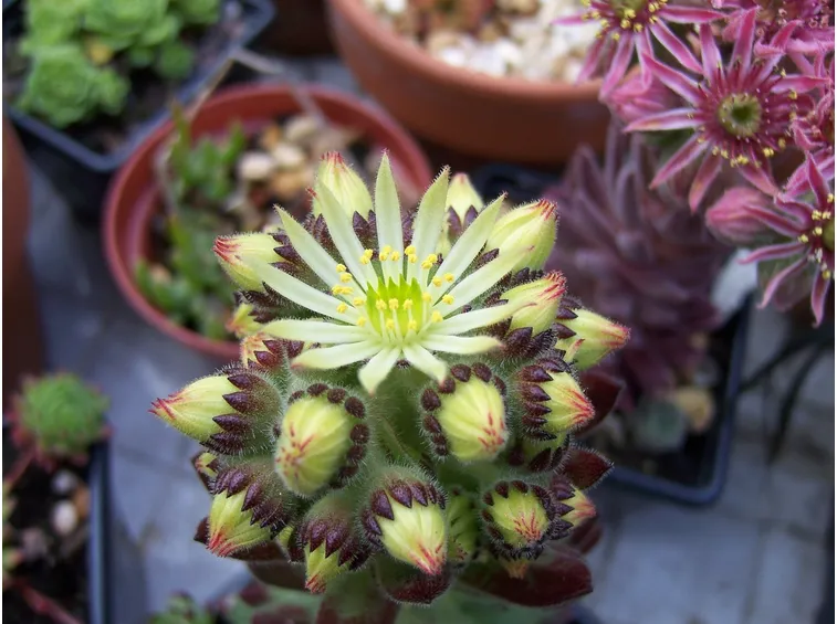 Esemplare di sempervivum fiorito