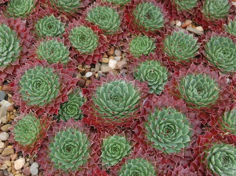 Un vecchio esemplare di sempervivum