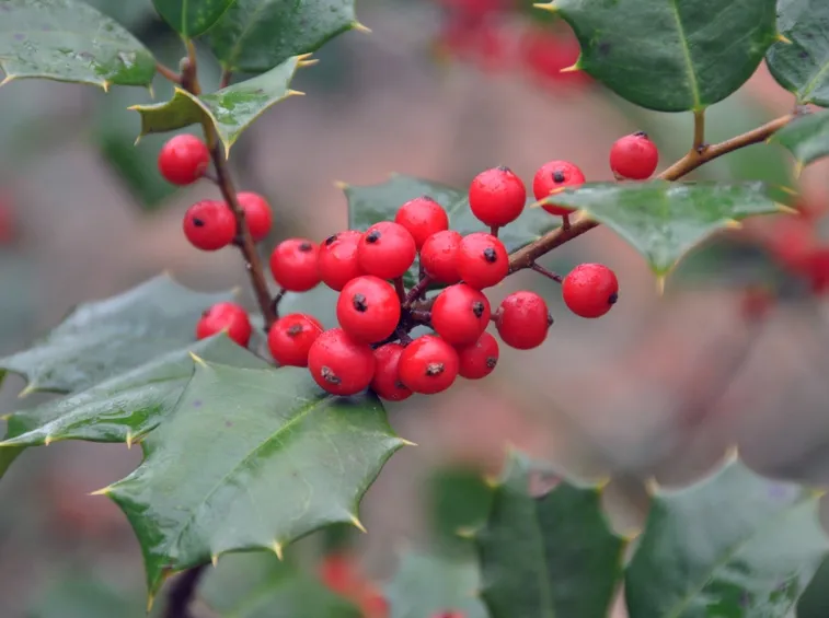 coltivare agrifoglio