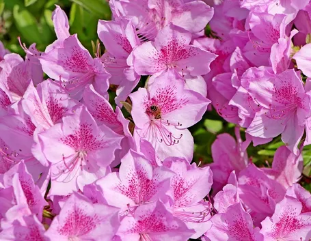 azalea fiorita