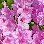 azalea fiorita