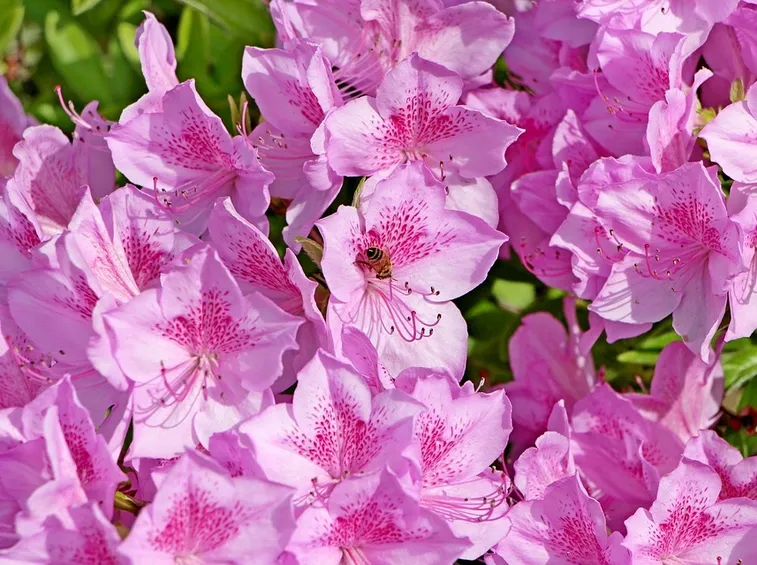 azalea fiorita