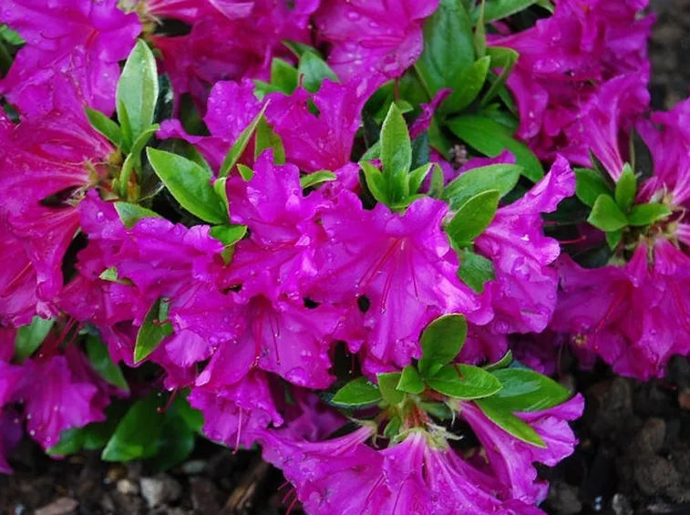 fiori di azalea