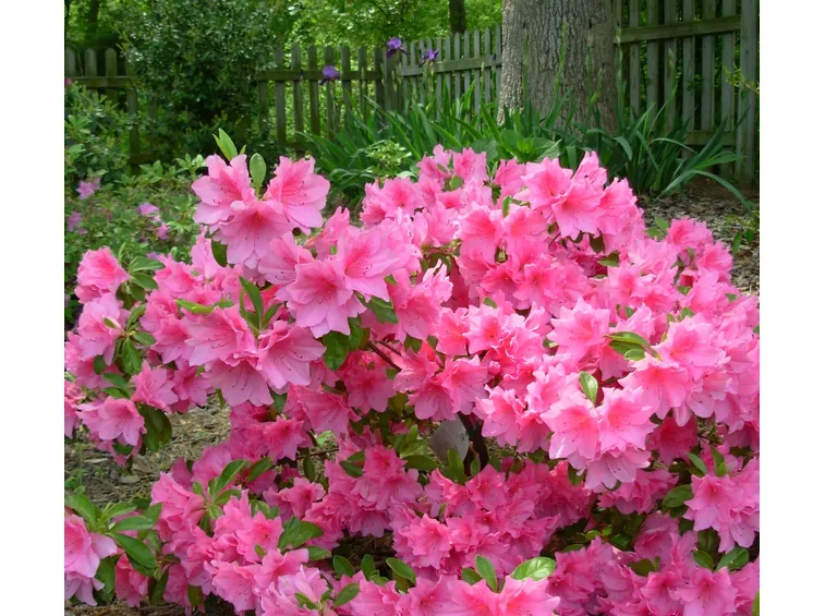 Fiori dell'azalea