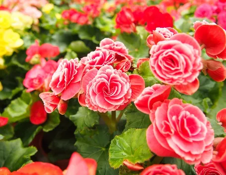 begonia tuberhybrida   fonte:http://www.jardinage.eu