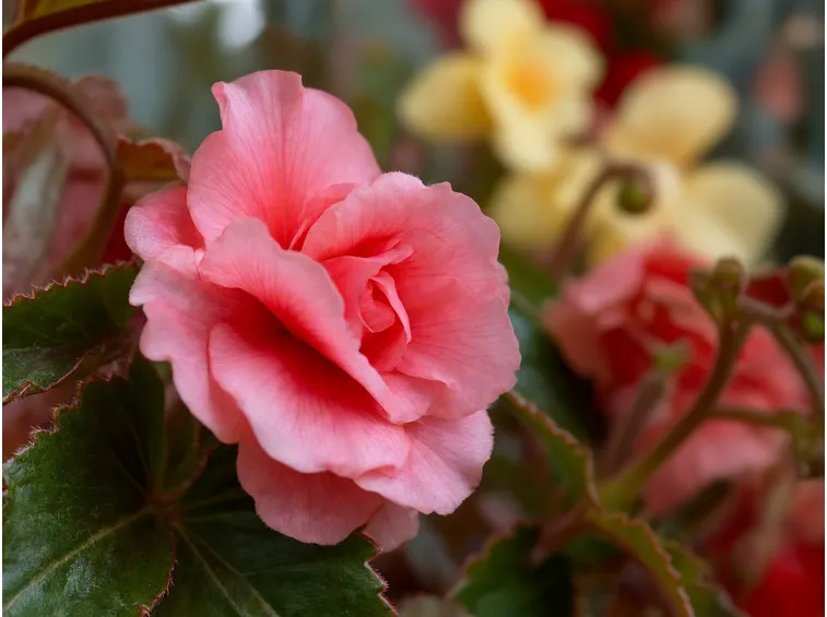 begonia tuberhybrida fonte:http://www.jardinage.eu