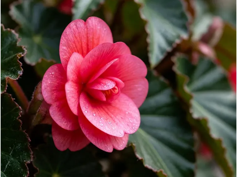 fiore di begonia tuberosa fonte: http://www.missouribotanicalgarden.org/